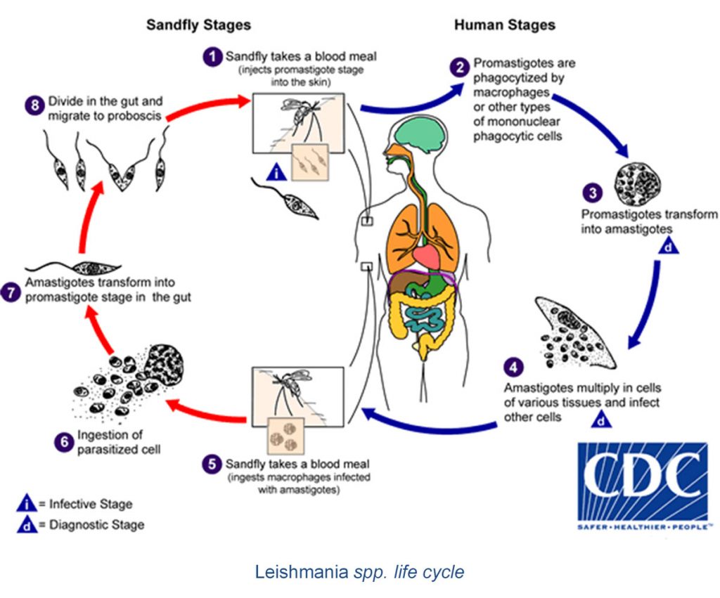 LDBIO_Contexte-clinique_LEISHMANIASES