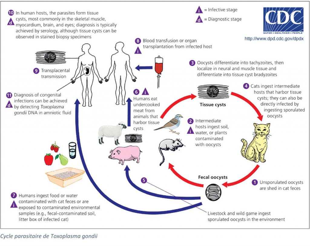 LDBIO_Contexte-clinique_TOXOPLASMOSE_EN