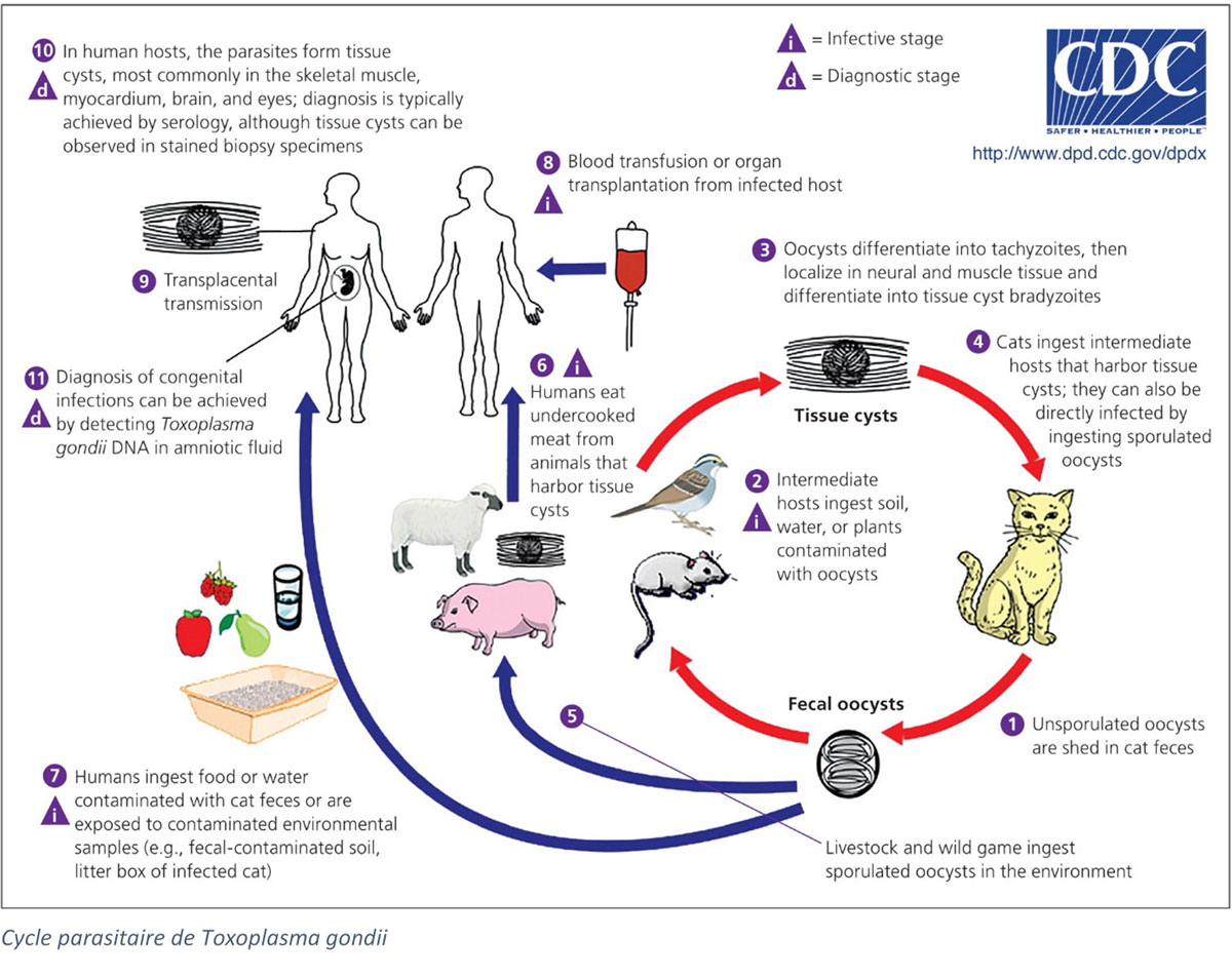 Toxoplasmose Gondii Cerebro Cerebral Toxoplasmosis RadioGraphics Toxoplasmose Gondii Cerebro Cerebral Toxoplasmosis RadioGraphics