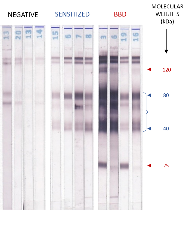 PEO Western Blot IgG